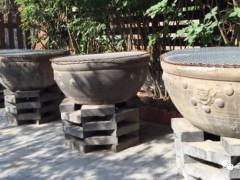 中國(guó)古法養(yǎng)金魚，歷來講究盆養(yǎng)，并以此為正宗