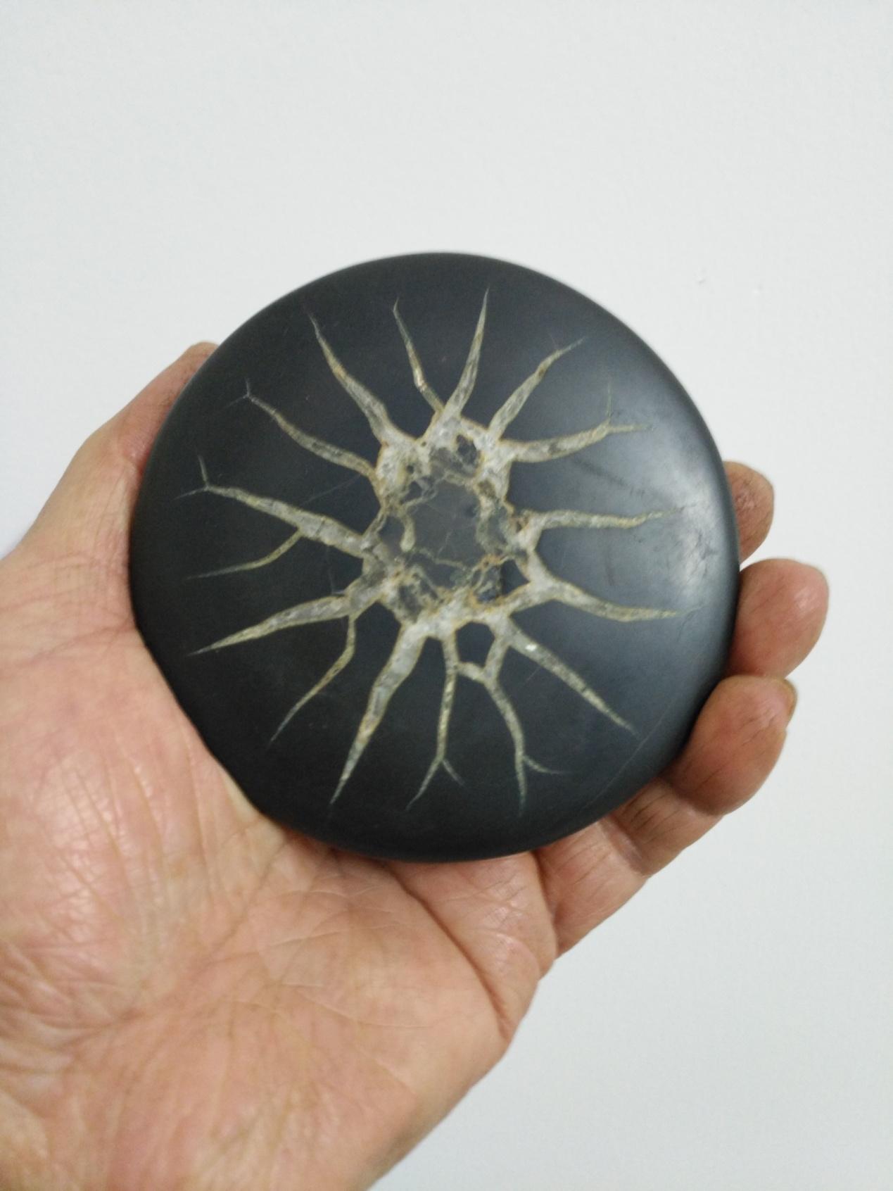 龜紋石奇石_龜紋石奇石收藏價格_龜紋石頭