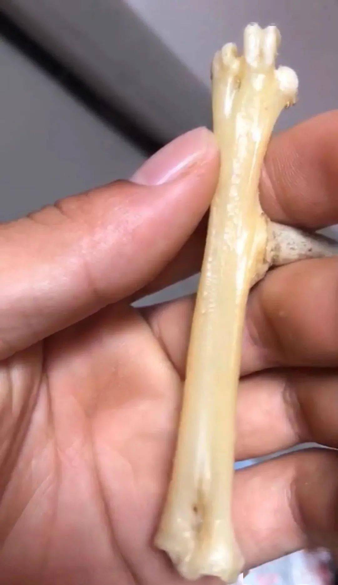 雞爪子文玩_雞爪子文玩怎么配裝飾_文玩雞爪子有什么寓意