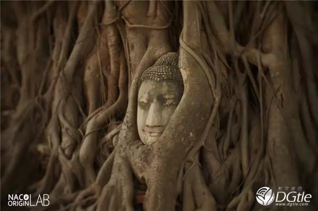 真正的菩提子是哪種_菩提種子是什么意思_菩提種子是什么顏色