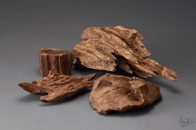 沉香種奇楠有香味嗎_沉香奇楠樹種_奇楠沉香有幾種