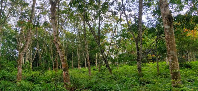 沉香島規(guī)劃_沉香沙島_沉香島有人住嗎